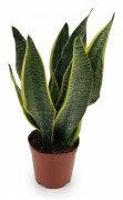 Sansevieria Superba - 12 cm Kruka, 40 cm Höjd ca