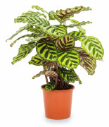 Calathea Makoyana Krukväxt Ø17 cm, Höjd ca 55 cm