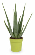 Aloe Vera Växt Ø12 cm, Höjd ca 45 cm