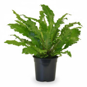 Asplenium Campio Ormbunke Ø17 cm Höjd ca 50 cm