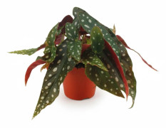 Begonia Maculata Prickblad 12 cm Kruka, Höjd ca 20 cm