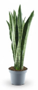 Sansevieria Spearmint - Krukväxt Ø14 cm, Höjd ca 55 cm