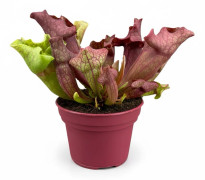 Sarracenia Köttätande Växt i Kruka Ø12 cm, Höjd ca 20 cm