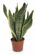 Sansevieria Futura Superba - 40 cm Krukväxt Ø14 cm