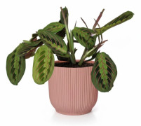 Maranta Tricolor i Rosa Kruka, 14 cm