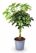 Schefflera Gold Capella Krukväxt Ø21 cm, Höjd ca 75 cm