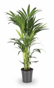 Howea Forsteriana Inomhusväxt Ø21 cm, Höjd ca 100 cm