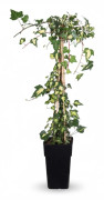 Hedera Helix 'Goldheart' Klätterväxt Ø15 cm, Höjd ca 65 cm