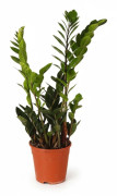 Zamioculcas Zamiifolia Krukväxt Ø14 cm, Höjd ca 45 cm