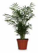 Chamaedorea Elegans Palm - Krukstorlek Ø17 cm, Höjd ca 55 cm