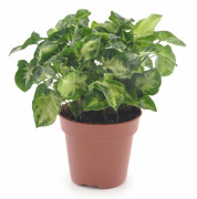 Syngonium Pixie Krukväxt Ø12 cm, Höjd ca 20 cm