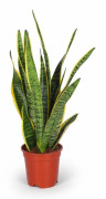 Sansevieria Trifasciata - Ormväxt - 17 cm Kruka, 60 cm Hög