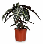 Alocasia Krukväxt Ø17 cm ↕45 cm - Exotisk Grönska för Hemmet