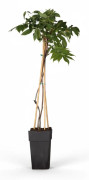 Japansk Blåregn 'Alba' - Vit - Kruka Ø15 cm, Höjd ca 65 cm