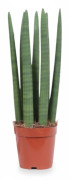 Sansevieria i Kruka Ø12 cm, Höjd ca 40 cm - Stilren och Lättskött Inomhusväxt