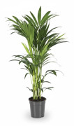 Howea Forsteriana (Kentiapalm) Krukväxt Ø21 cm, Höjd ca 110 cm