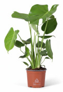 Monstera Deliciosa Krukväxt Ø17 cm, Höjd ca 60 cm