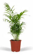 2 st. Chamaedorea Elegans Inomhusväxter Ø17 cm, Höjd ca 55 cm
