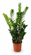 Zamioculcas Krukväxt Ø21 cm, Höjd ca 100 cm