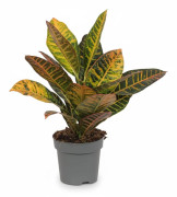 Croton Växt i Kruka Ø17cm, Höjd ca 45cm