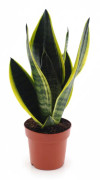 Sansevieria Futura Superba - Robust Inomhusväxt Ø12 cm, Höjd ca 30 cm