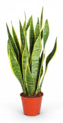Sansevieria Trifasciata - Ormbunke i Kruka Ø14 cm, Höjd ca 50 cm