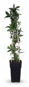 Passionsblomma (Passiflora caerulea) Ø15 cm, Höjd ca 65 cm