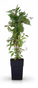 3x Klätterväxt Parthenocissus Engelmannii 65 cm kruka