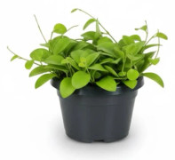 Dischidia Imbricata Växt i Kruka Ø14 cm, Höjd ca 40 cm