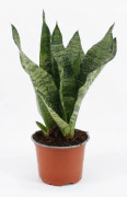 Sansevieria Black Coral - Stilren Inomhusväxt Ø12 cm, Höjd ca 35 cm