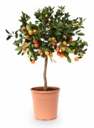 Citrus Calamondin Växt Ø22 cm, Höjd ca 80 cm - Frisk Doft och Dekorativ Grönska