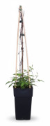 Clematis Justa Klätterväxt Ø15 cm Höjd ca 65 cm