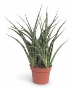 Sansevieria Fernwood Punk - Robust Inomhusväxt Ø12 cm, 35 cm