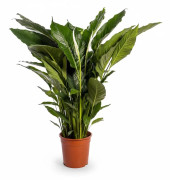Fredskalla i Kruka Ø24 cm, Höjd ca 110 cm