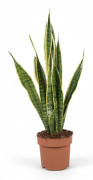 Sansevieria Trifasciata - Svärmorstunga 17cm Kruka, 60cm Hög