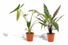 Alocasia Mix Krukväxt Ø19cm, Höjd ca 75cm