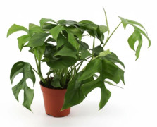 Monstera Minima Krukväxt Ø12 cm, Höjd ca 30 cm