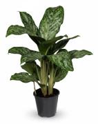 Aglaonema Krukväxt Ø17cm ↕60cm – Lättskött Grönskande Skönhet