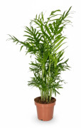 Chamaedorea Elegans 2-pack Ø12 cm, Höjd ca 40 cm - Grön Inomhusväxt