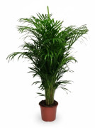 Guldpalm (Areca) Krukväxt Ø24 cm, Höjd ca 125 cm