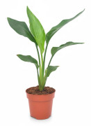 Strelitzia Reginae Krukväxt Ø12 cm, Höjd ca 40 cm