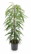 Ficus Binnendijkii Alii Krukväxt Ø21 cm, 80 cm Hög