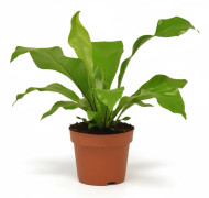 Asplenium Nidus Ormbunke Ø12 cm, Höjd ca 35 cm - Grön Inomhusväxt
