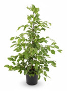 Ficus Benjamina 'Golden King' Ø21 cm, Höjd ca 95 cm - Elegant Inomhusväxt