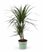 Dracaena Marginata - 70 cm Hög, 17 cm Kruka