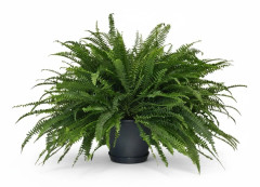 Grön Nephrolepis Ormbunke Ø20 cm, Höjd ca 60 cm - Luftrenande Växt