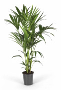 Howea Forsteriana Krukväxt Ø21 cm Höjd ca 120 cm