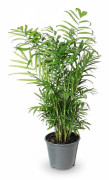 Chamaedorea Elegans Palm - Kruka Ø14 cm, Höjd ca 55 cm