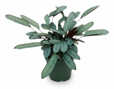 Ctenanthe Oppenheimiana Krukväxt Ø17 cm, Höjd ca 70 cm