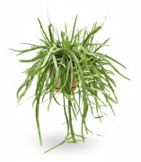 Lepismium Bolivianum Hängväxt Ø17 cm Höjd ca 55 cm